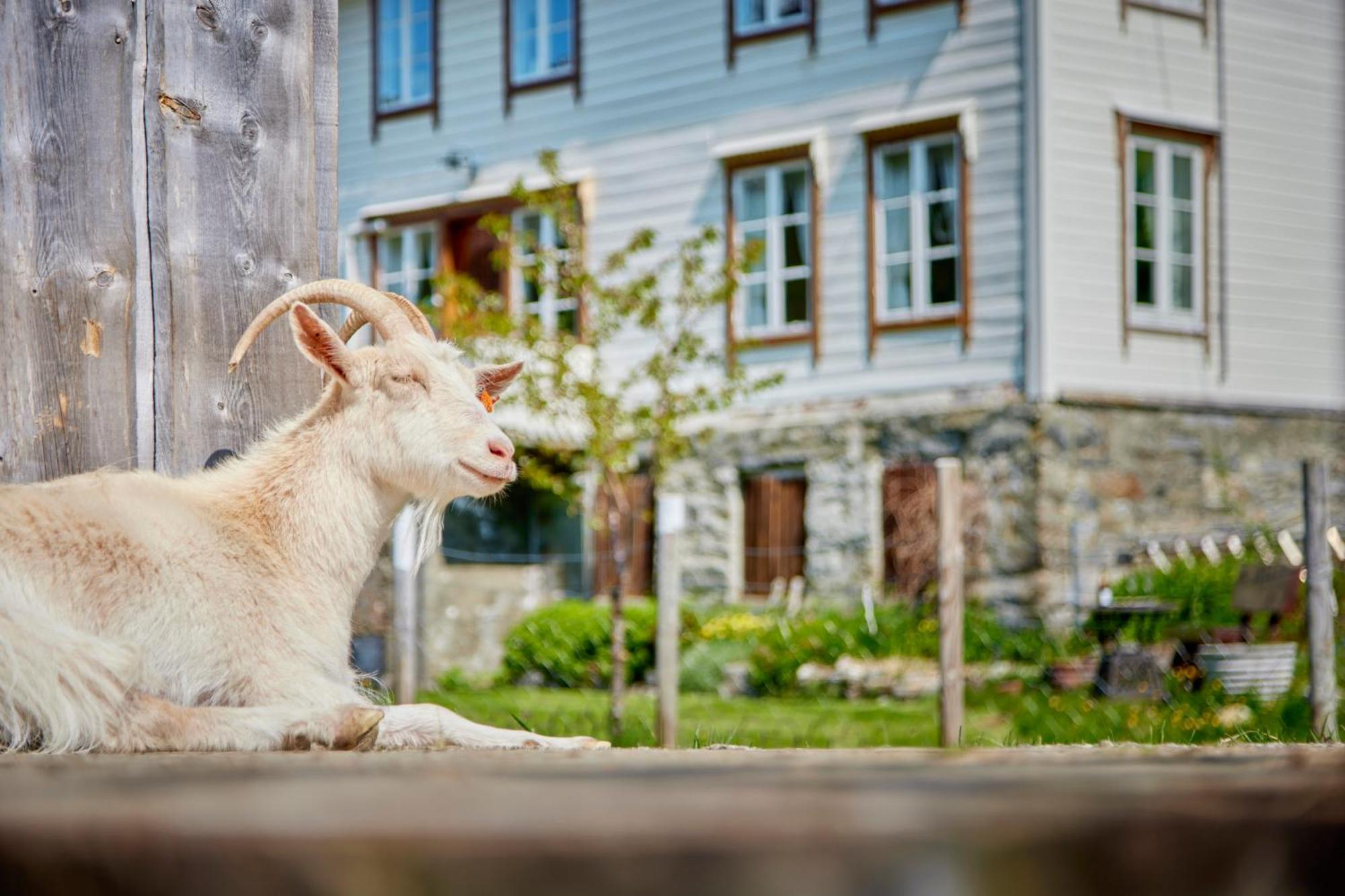 Overvoll Farm Stranda  Exteriér fotografie